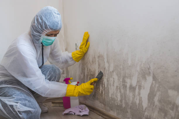 Mold Documentation for Insurance Claims in Westland, MI