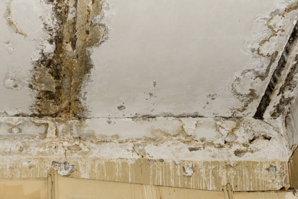 Best Airborne Mold Testing  in Westland, MI