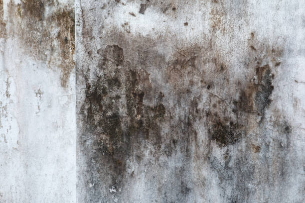 Best Post-Construction Mold Inspection  in Westland, MI