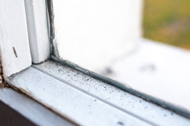 Best Basement Mold Removal  in Westland, MI