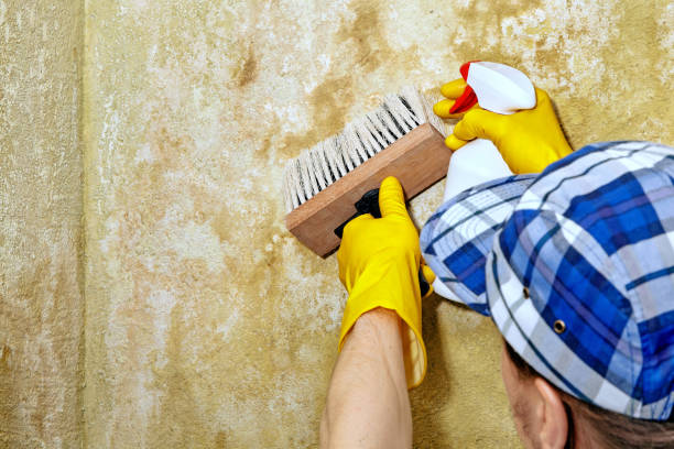 Best Emergency Mold Remediation  in Westland, MI