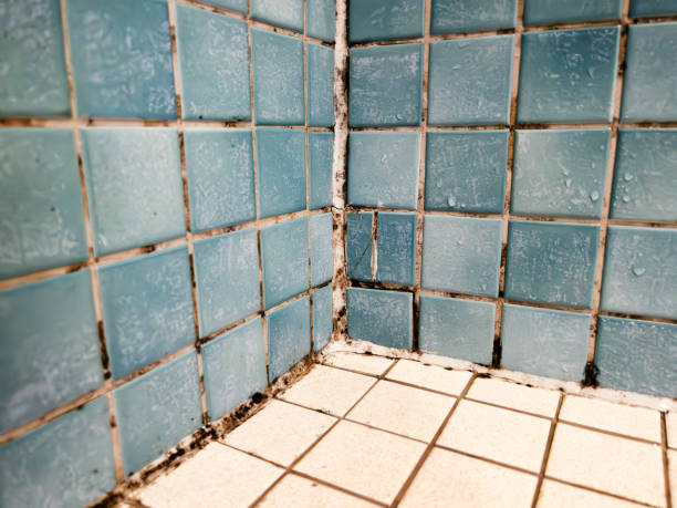 Best Comprehensive Air Testing for Mold Contaminants  in Westland, MI