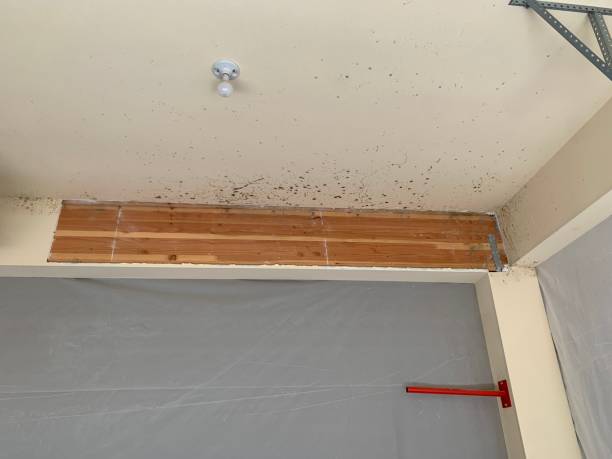 Best Dehumidification Services  in Westland, MI