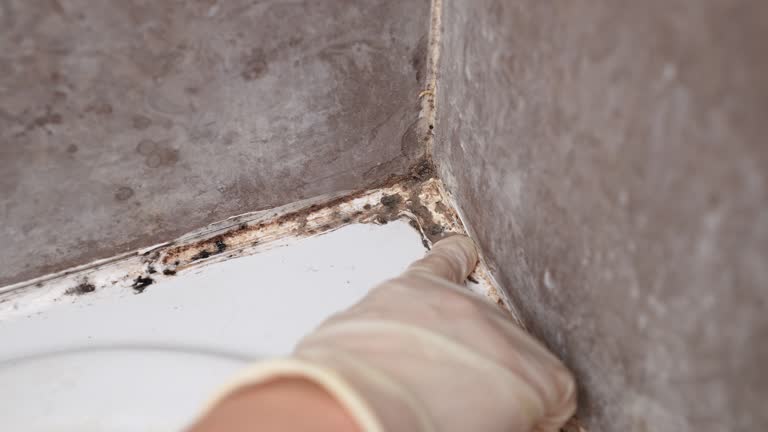  Westland, MI Mold Removal Pros