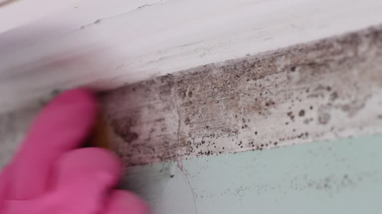 Best Mold Documentation for Insurance Claims  in Westland, MI